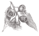 Ballarat Region Seedbank