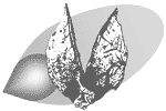 Swan Hill Region Seedbank
