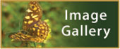 Click here to go to Seeding Victoria's Image Gallery