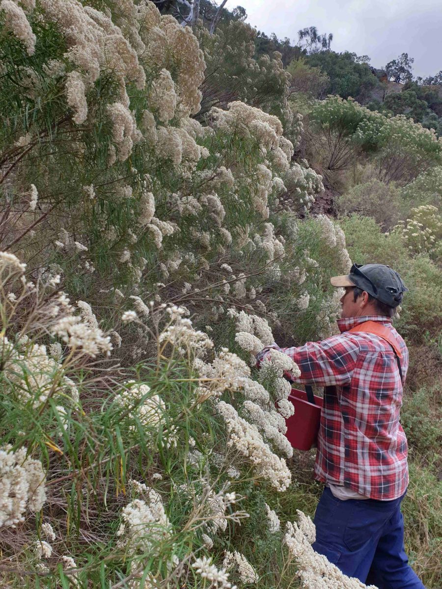 Cassinia collection